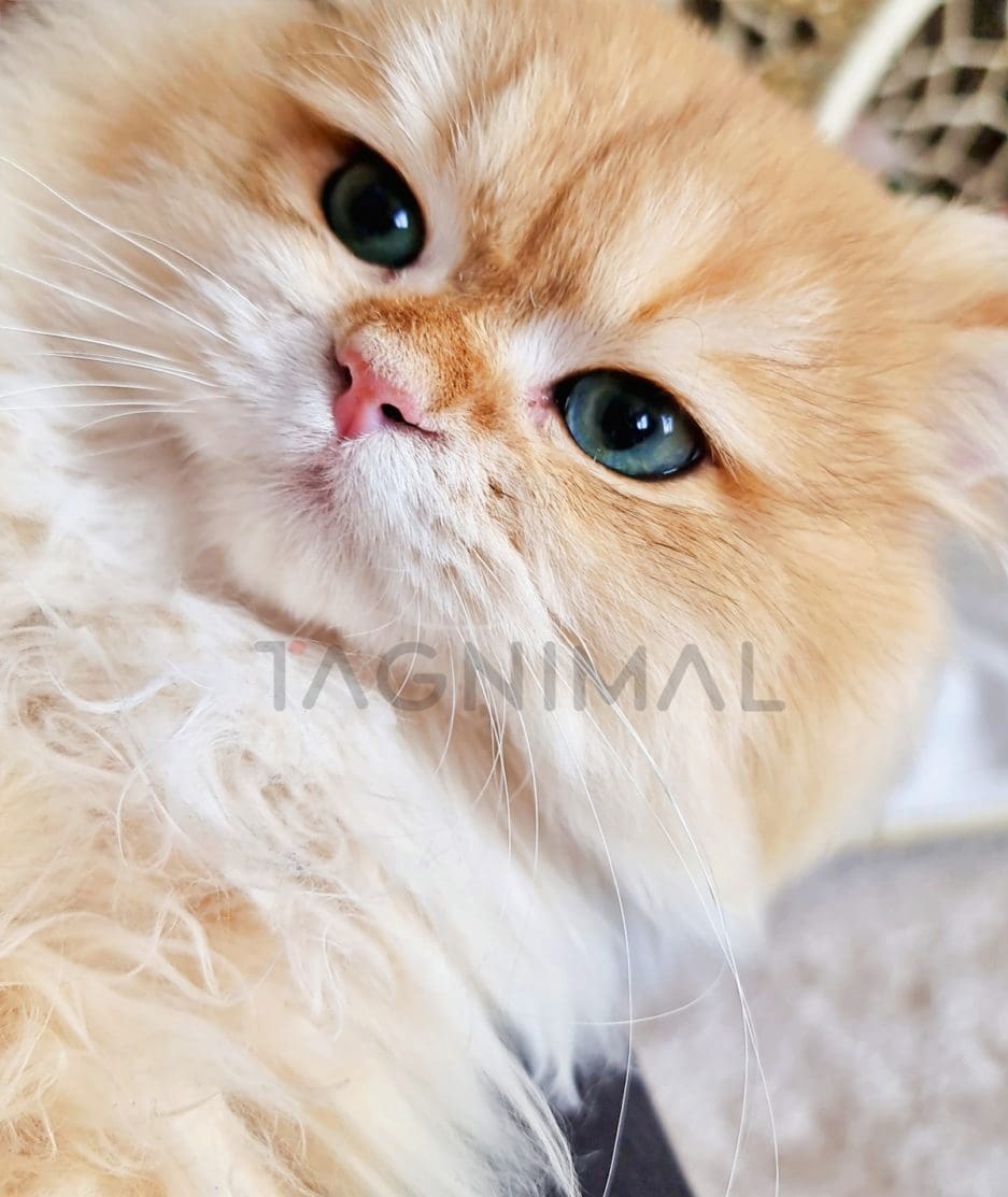 British longhair kitten for sale, cat for sale at Tagnimal