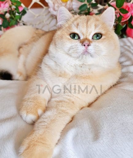 British Shorthair kitten for sale, cat for sale at Tagnimal