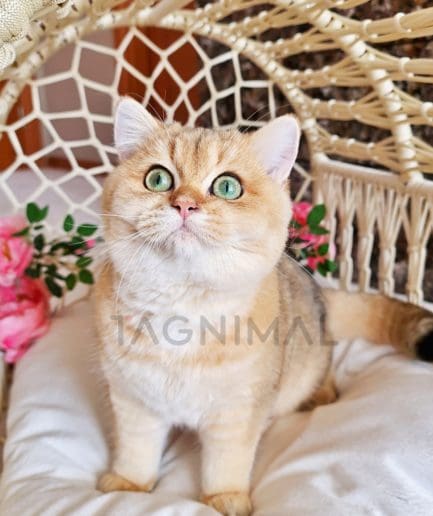 British Shorthair kitten for sale, cat for sale at Tagnimal