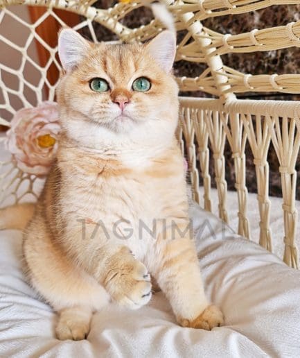 British Shorthair kitten for sale, cat for sale at Tagnimal