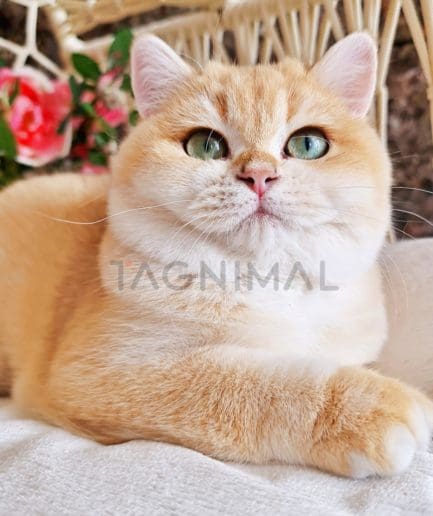 British Shorthair kitten for sale, cat for sale at Tagnimal