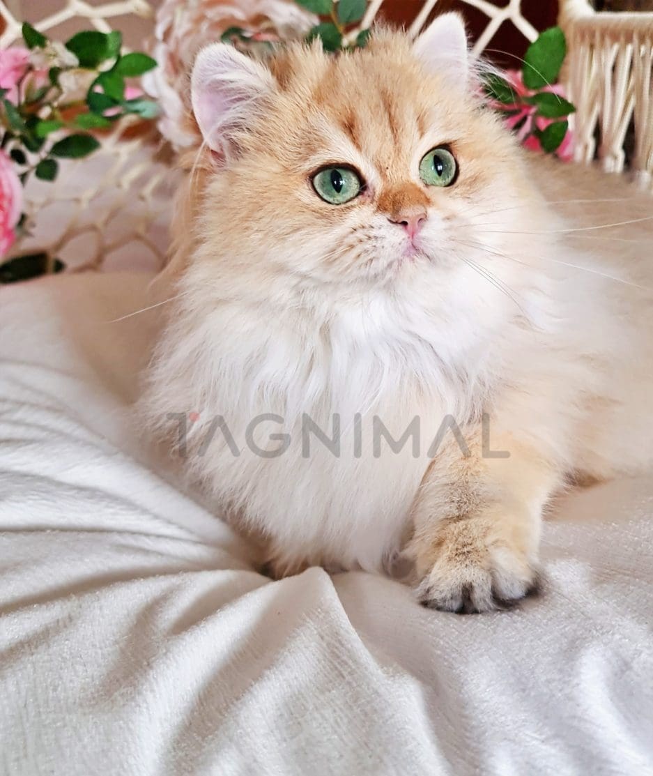 British longhair kitten for sale, cat for sale at Tagnimal