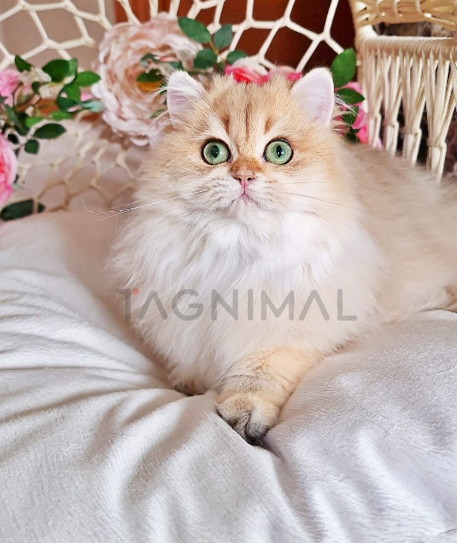 British longhair kitten for sale, cat for sale at Tagnimal