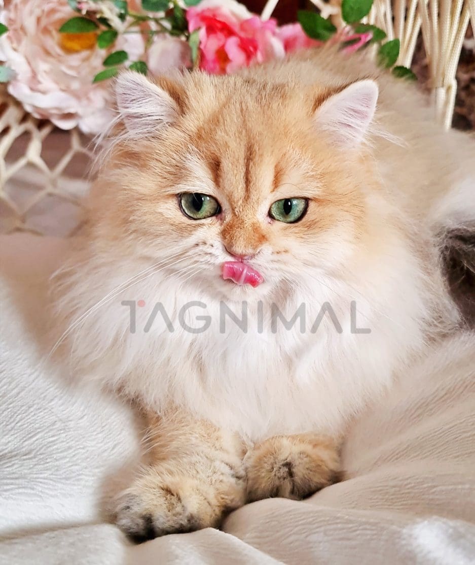 British longhair kitten for sale, cat for sale at Tagnimal