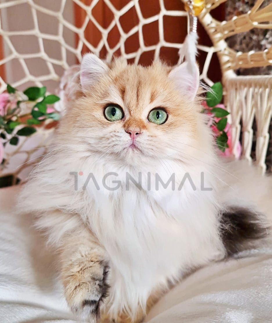 British longhair kitten for sale, cat for sale at Tagnimal