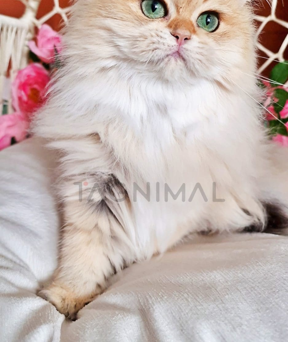 British longhair kitten for sale, cat for sale at Tagnimal