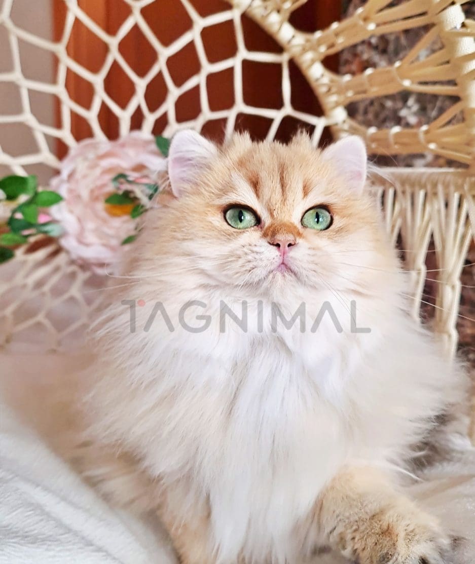 British longhair kitten for sale, cat for sale at Tagnimal