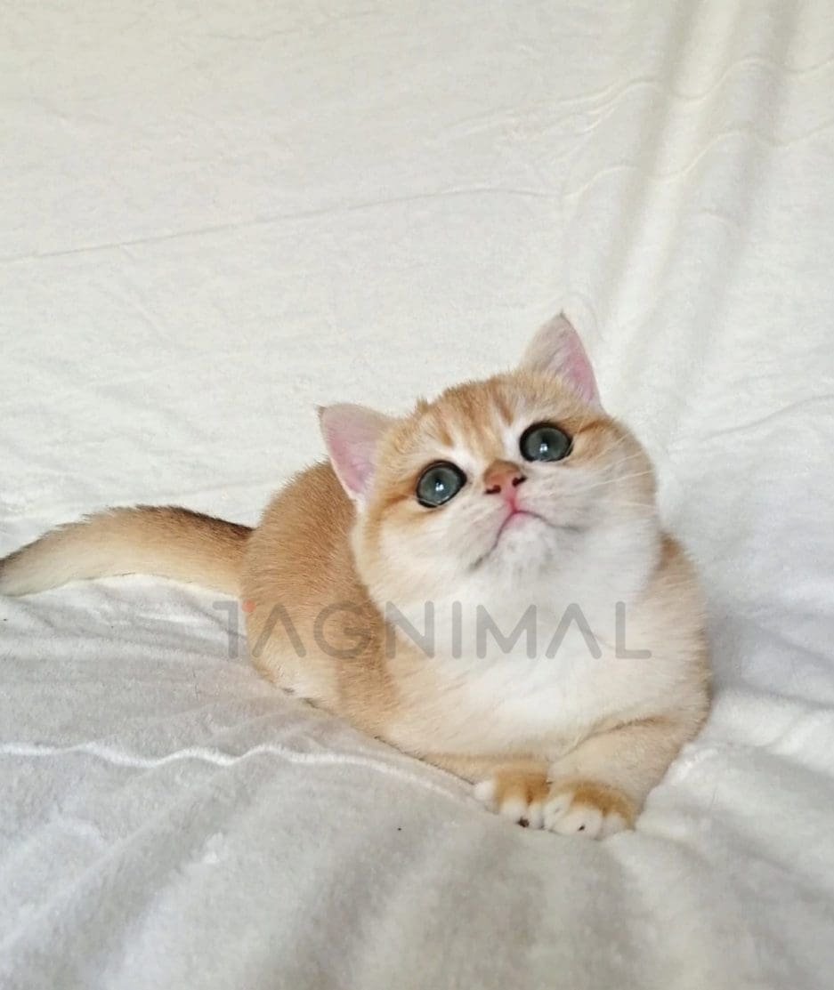 British Shorthair kitten for sale, cat for sale at Tagnimal