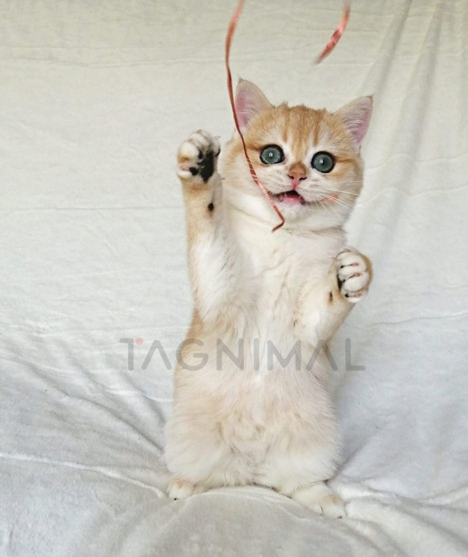 British Shorthair kitten for sale, cat for sale at Tagnimal