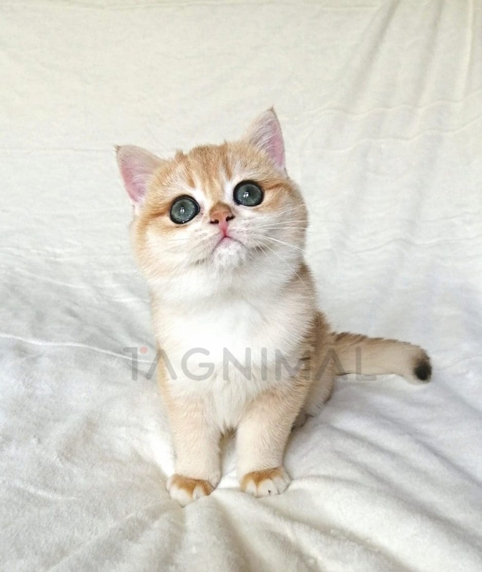 British Shorthair kitten for sale, cat for sale at Tagnimal