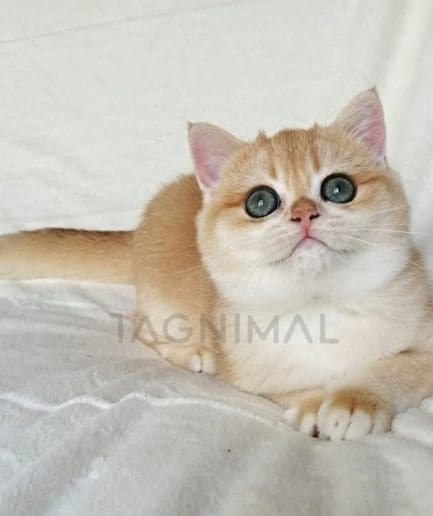 British Shorthair kitten for sale, cat for sale at Tagnimal