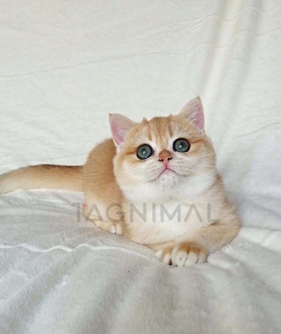 British Shorthair kitten for sale, cat for sale at Tagnimal