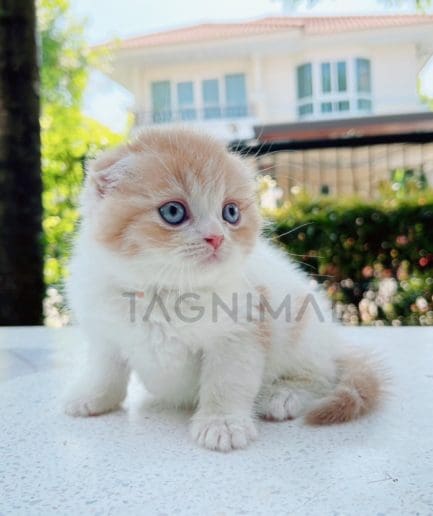 Scottish fold kitten for sale, cat for sale at Tagnimal