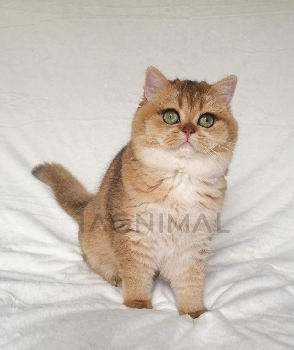 British Shorthair kitten for sale, cat for sale at Tagnimal