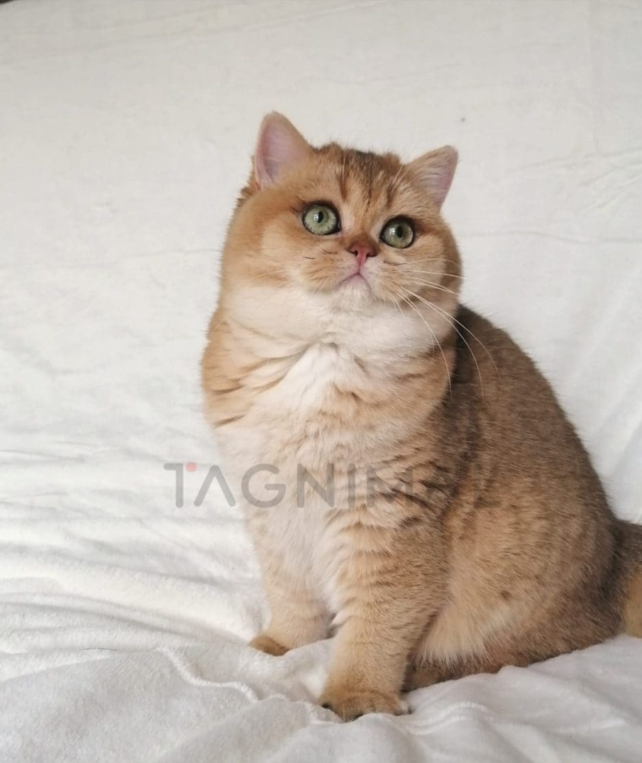 British Shorthair kitten for sale, cat for sale at Tagnimal