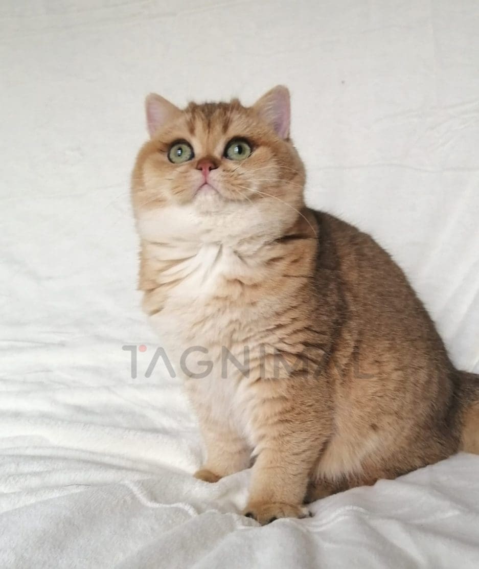 British Shorthair kitten for sale, cat for sale at Tagnimal