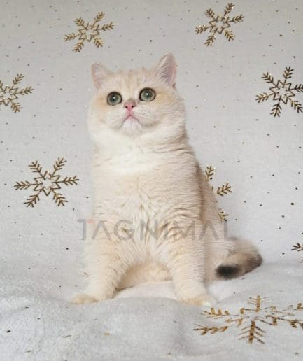 British Shorthair kitten for sale, cat for sale at Tagnimal