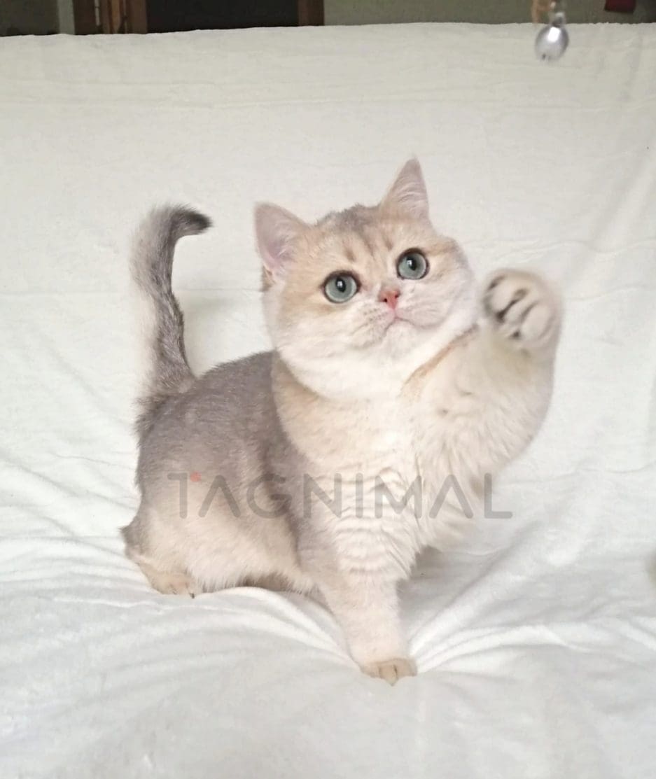 British Shorthair kitten for sale, cat for sale at Tagnimal