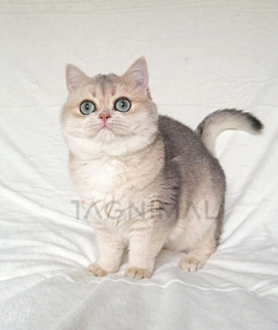 British Shorthair kitten for sale, cat for sale at Tagnimal