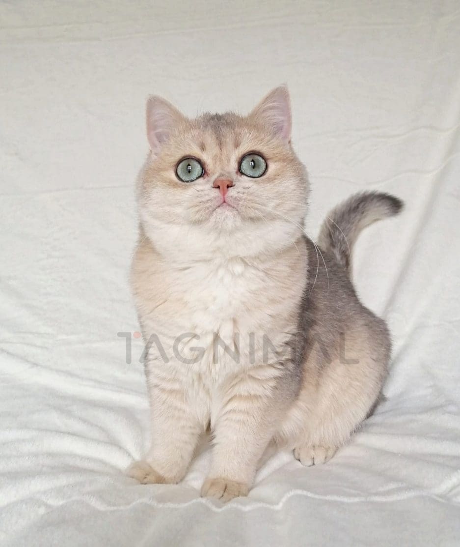 British Shorthair kitten for sale, cat for sale at Tagnimal