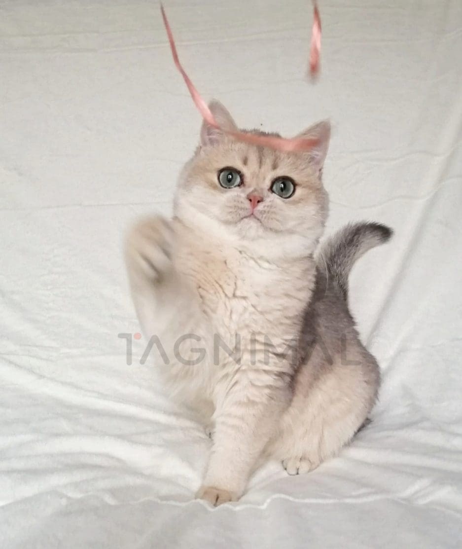 British Shorthair kitten for sale, cat for sale at Tagnimal