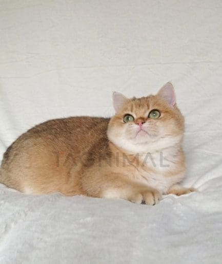 British Shorthair kitten for sale, cat for sale at Tagnimal