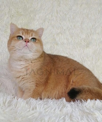 British Shorthair kitten for sale, cat for sale at Tagnimal