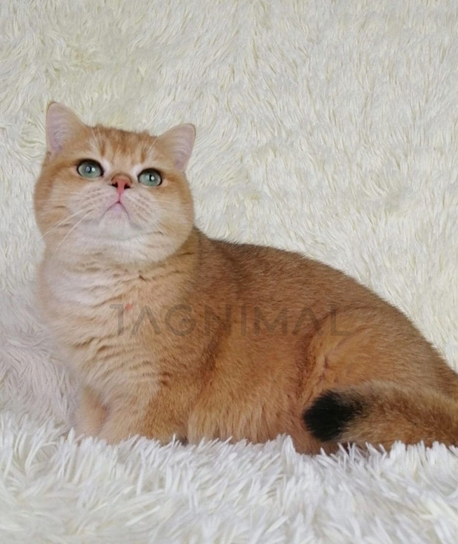 British Shorthair kitten for sale, cat for sale at Tagnimal