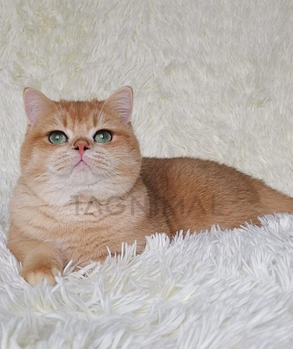 British Shorthair kitten for sale, cat for sale at Tagnimal