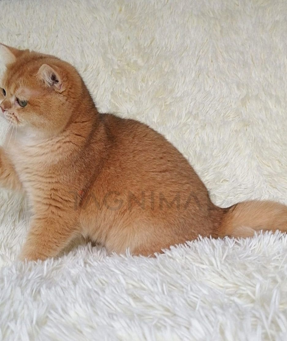 British Shorthair kitten for sale, cat for sale at Tagnimal