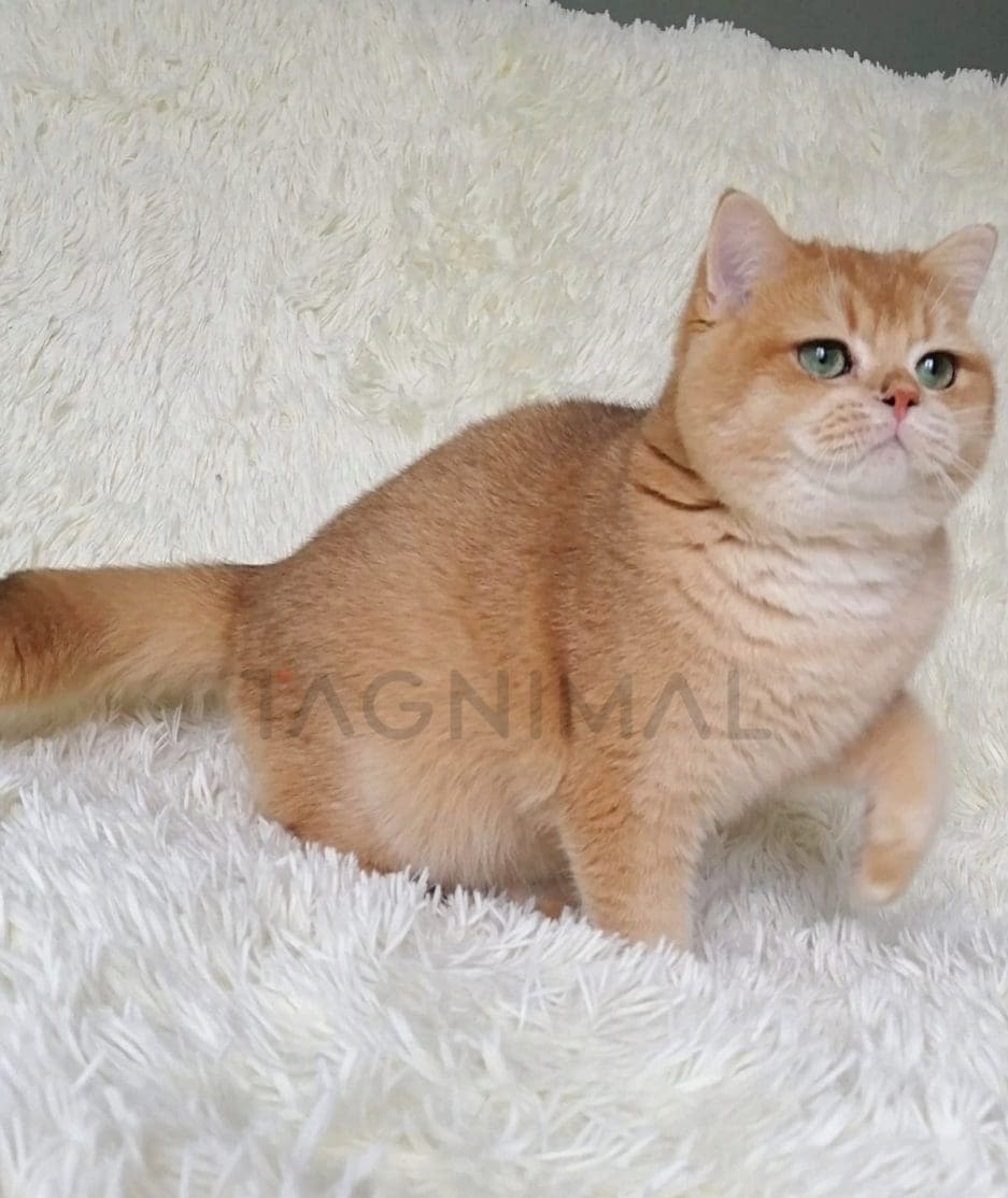 British Shorthair kitten for sale, cat for sale at Tagnimal