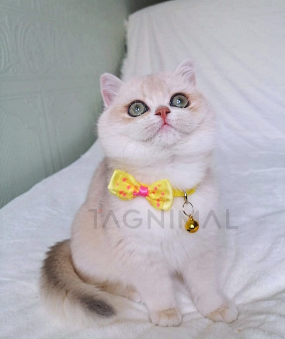 British Shorthair kitten for sale, cat for sale at Tagnimal