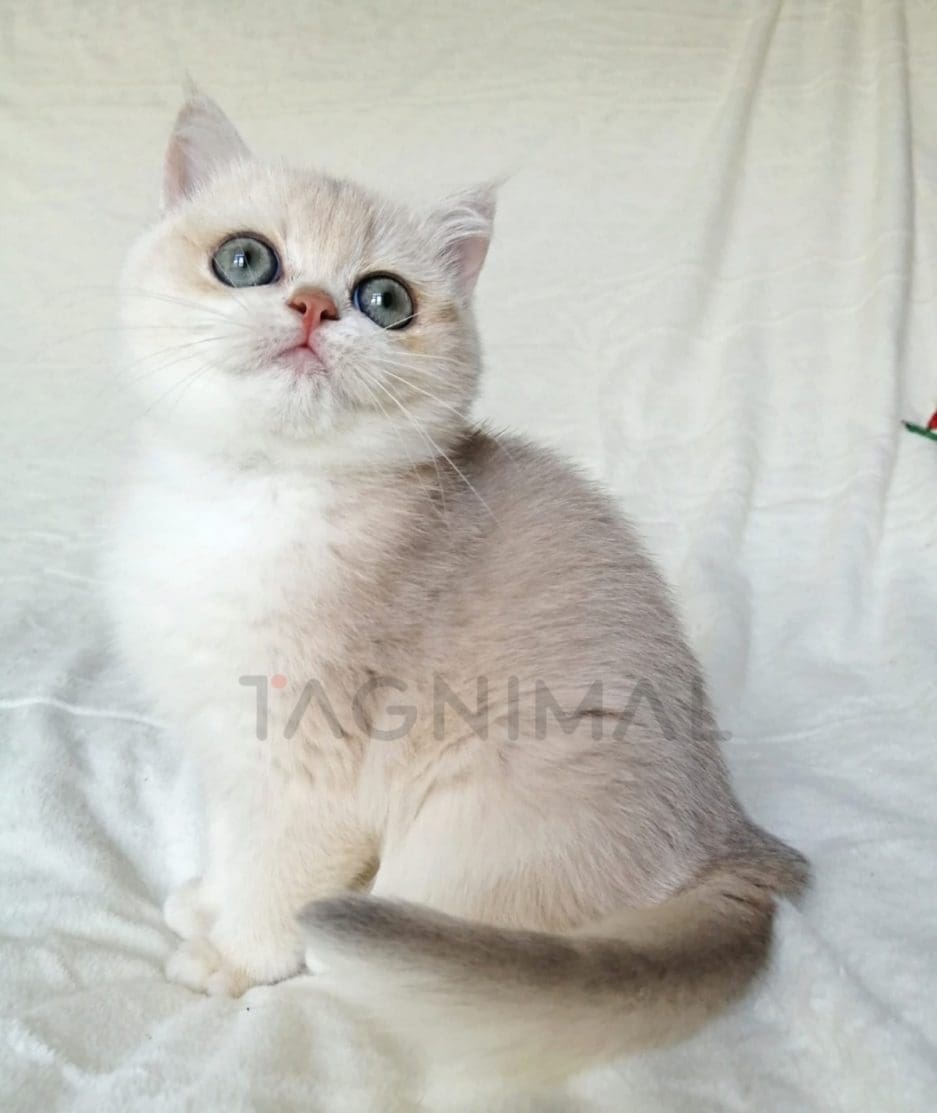 British Shorthair kitten for sale, cat for sale at Tagnimal