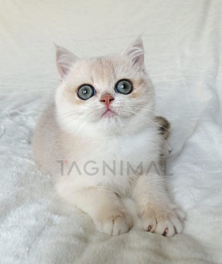 British Shorthair kitten for sale, cat for sale at Tagnimal