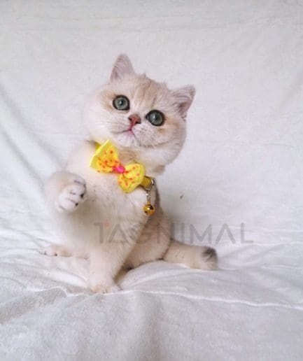 British Shorthair kitten for sale, cat for sale at Tagnimal