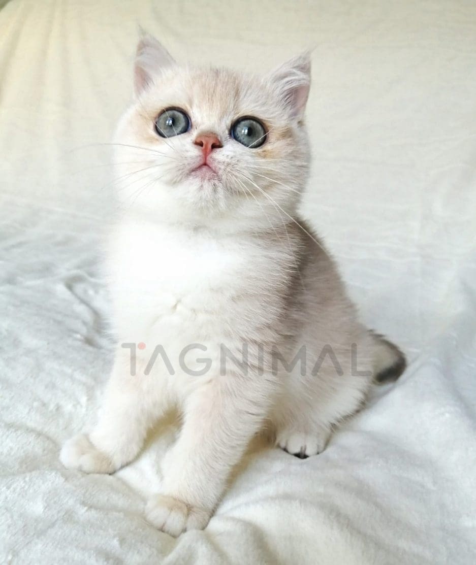 British Shorthair kitten for sale, cat for sale at Tagnimal