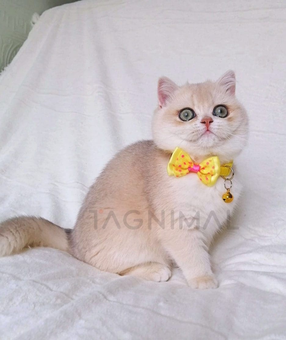 British Shorthair kitten for sale, cat for sale at Tagnimal