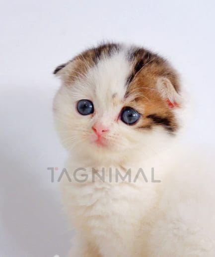 Scottish Fold kitten for sale, cat for sale at Tagnimal