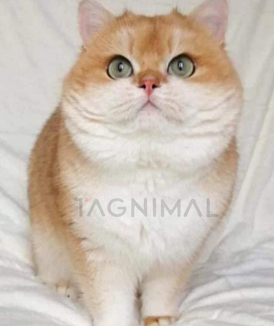 British Shorthair kitten for sale, cat for sale at Tagnimal