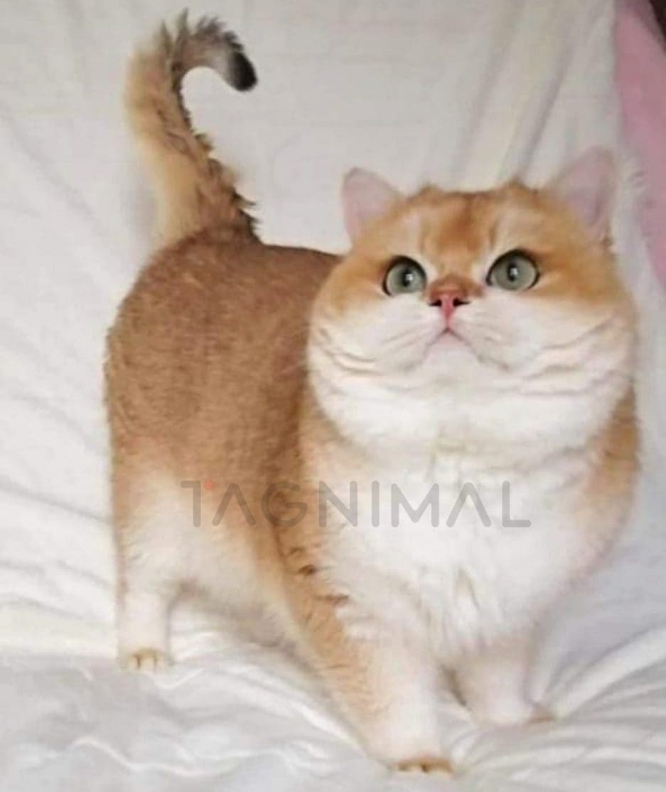 British Shorthair kitten for sale, cat for sale at Tagnimal