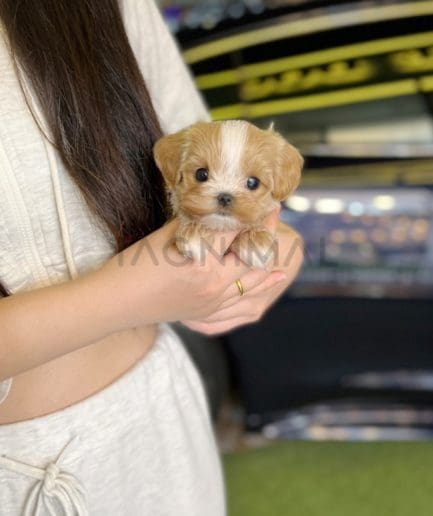 Maltipoo puppy for sale, dog for sale at Tagnimal 