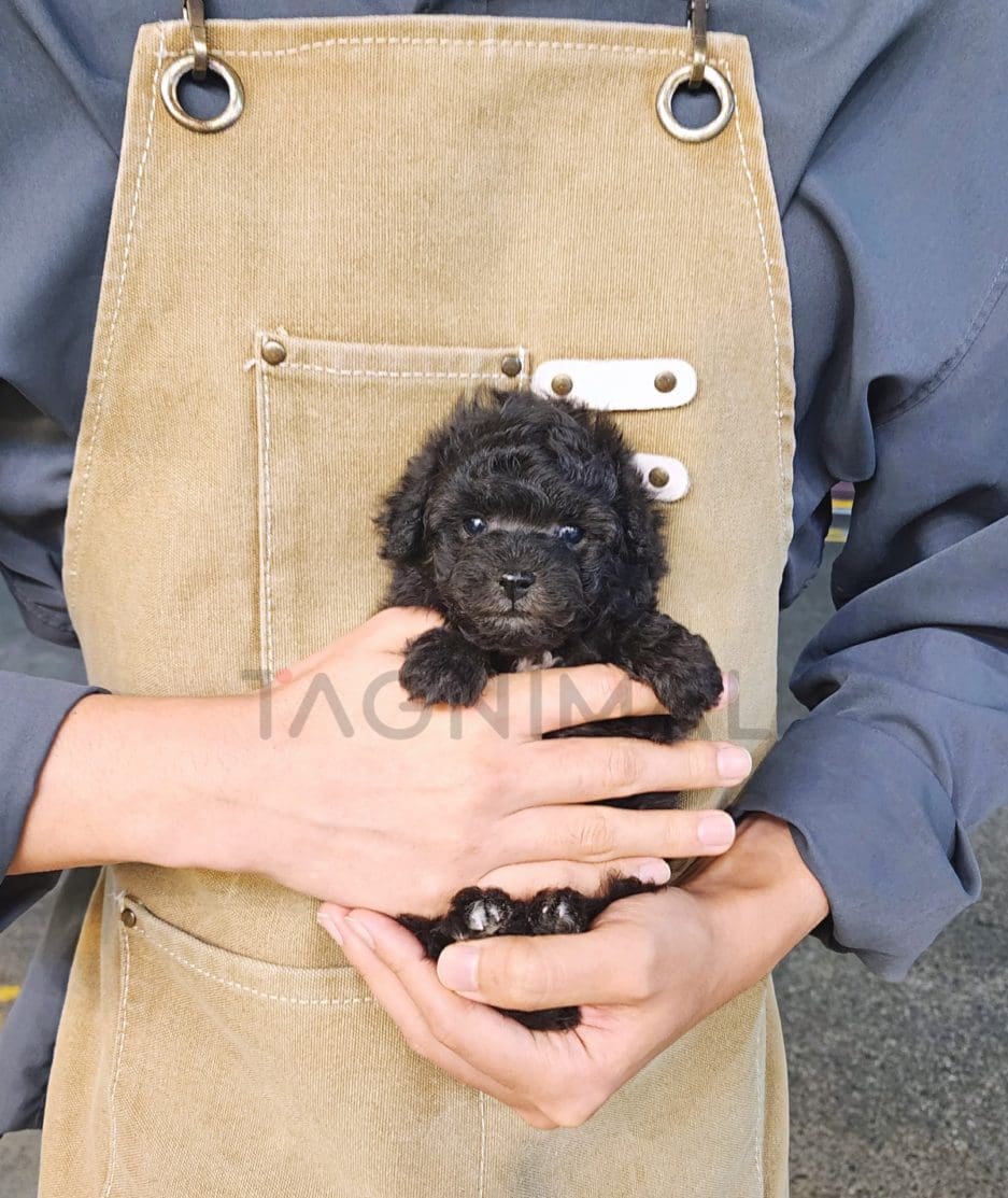 Poodle puppy for sale, dog for sale at Tagnimal 