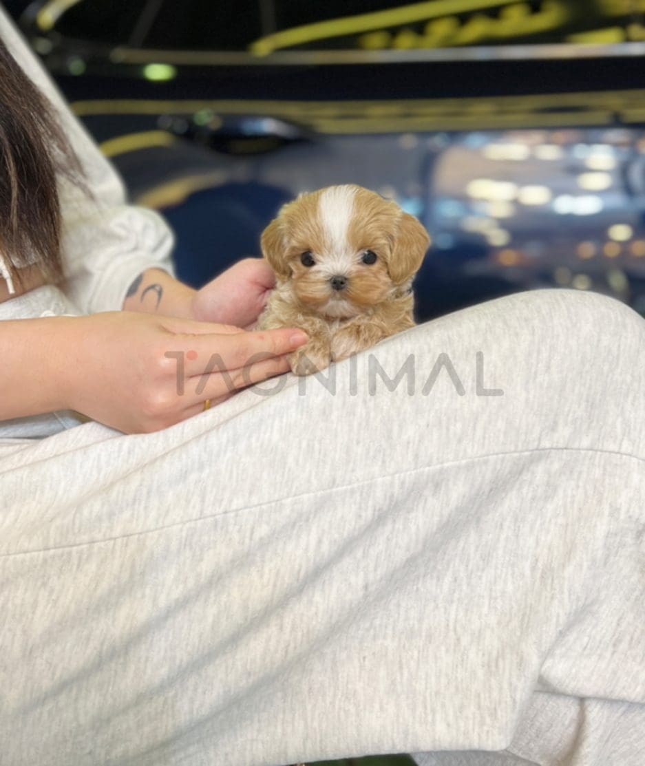 Maltipoo puppy for sale, dog for sale at Tagnimal 