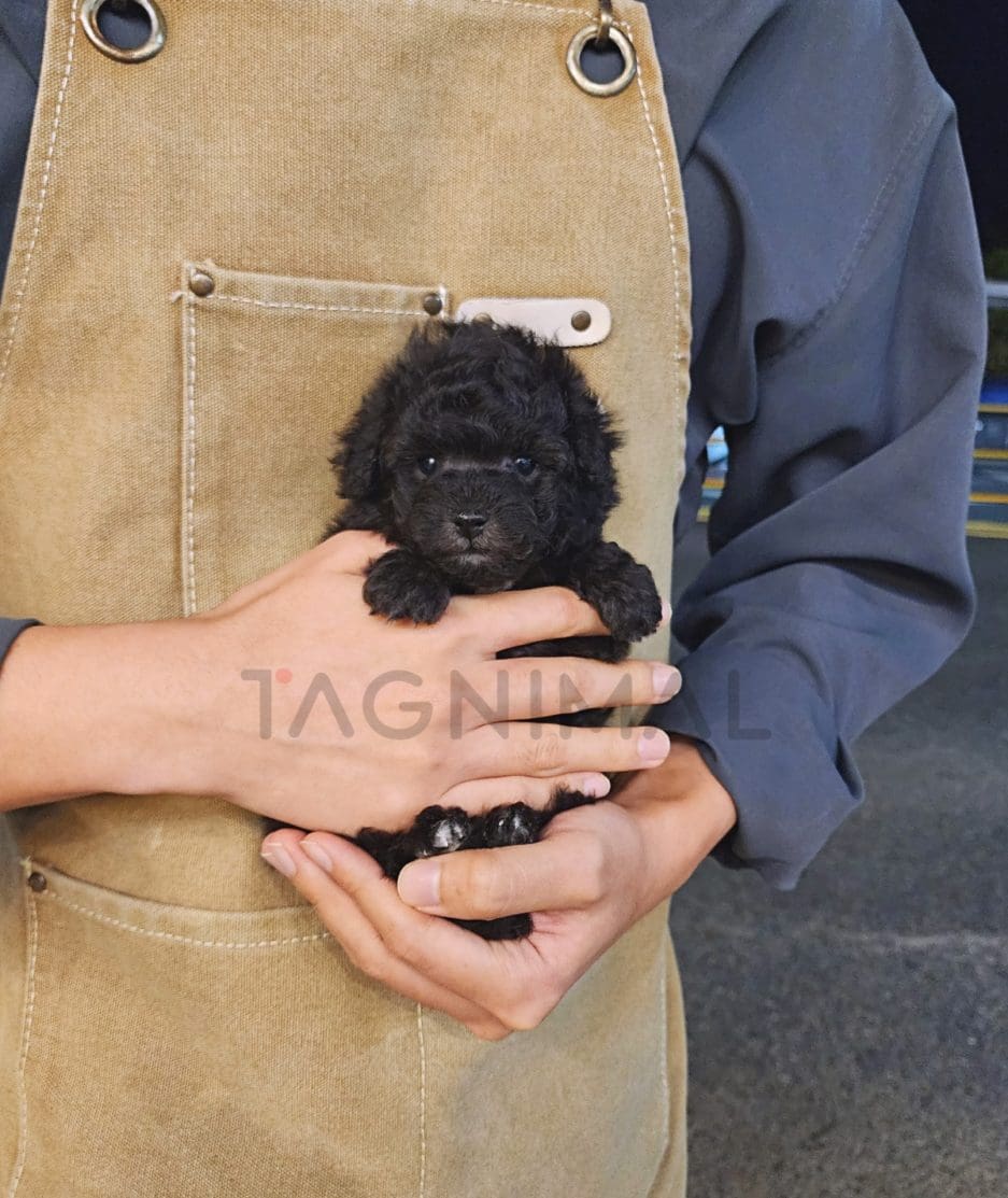 Poodle puppy for sale, dog for sale at Tagnimal 