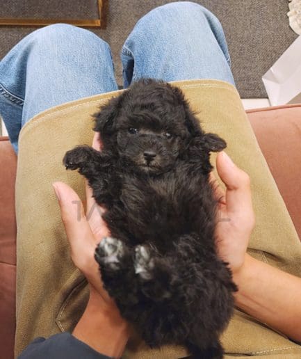 Poodle puppy for sale, dog for sale at Tagnimal 