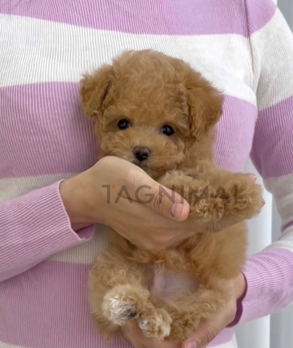 Maltipoo puppy for sale, dog for sale at Tagnimal 