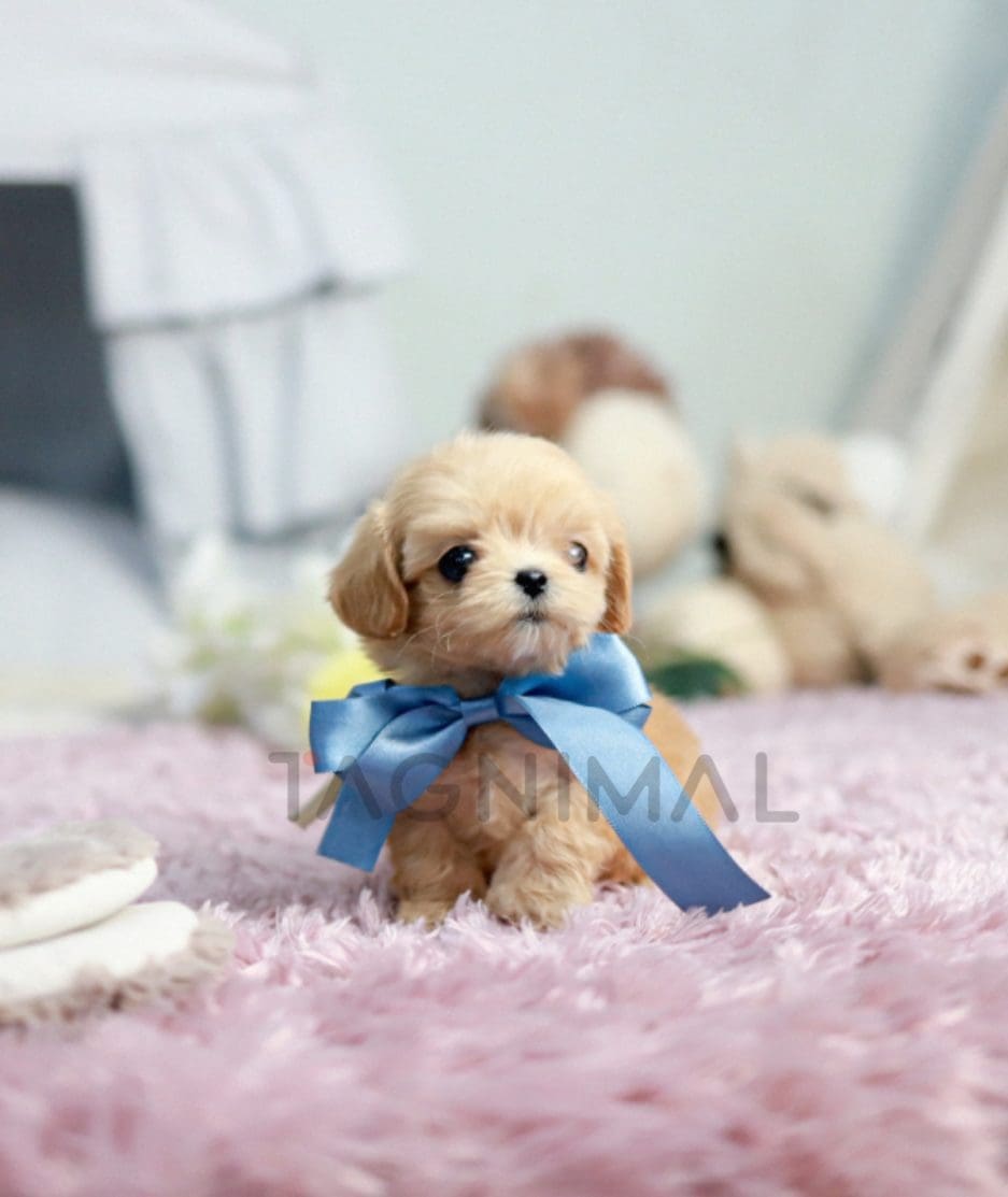 Maltipoo puppy for sale, dog for sale at Tagnimal 