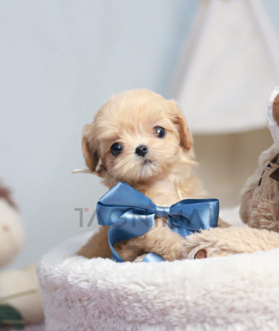 Maltipoo puppy for sale, dog for sale at Tagnimal 