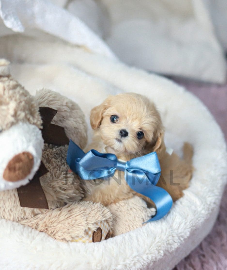 Maltipoo puppy for sale, dog for sale at Tagnimal 