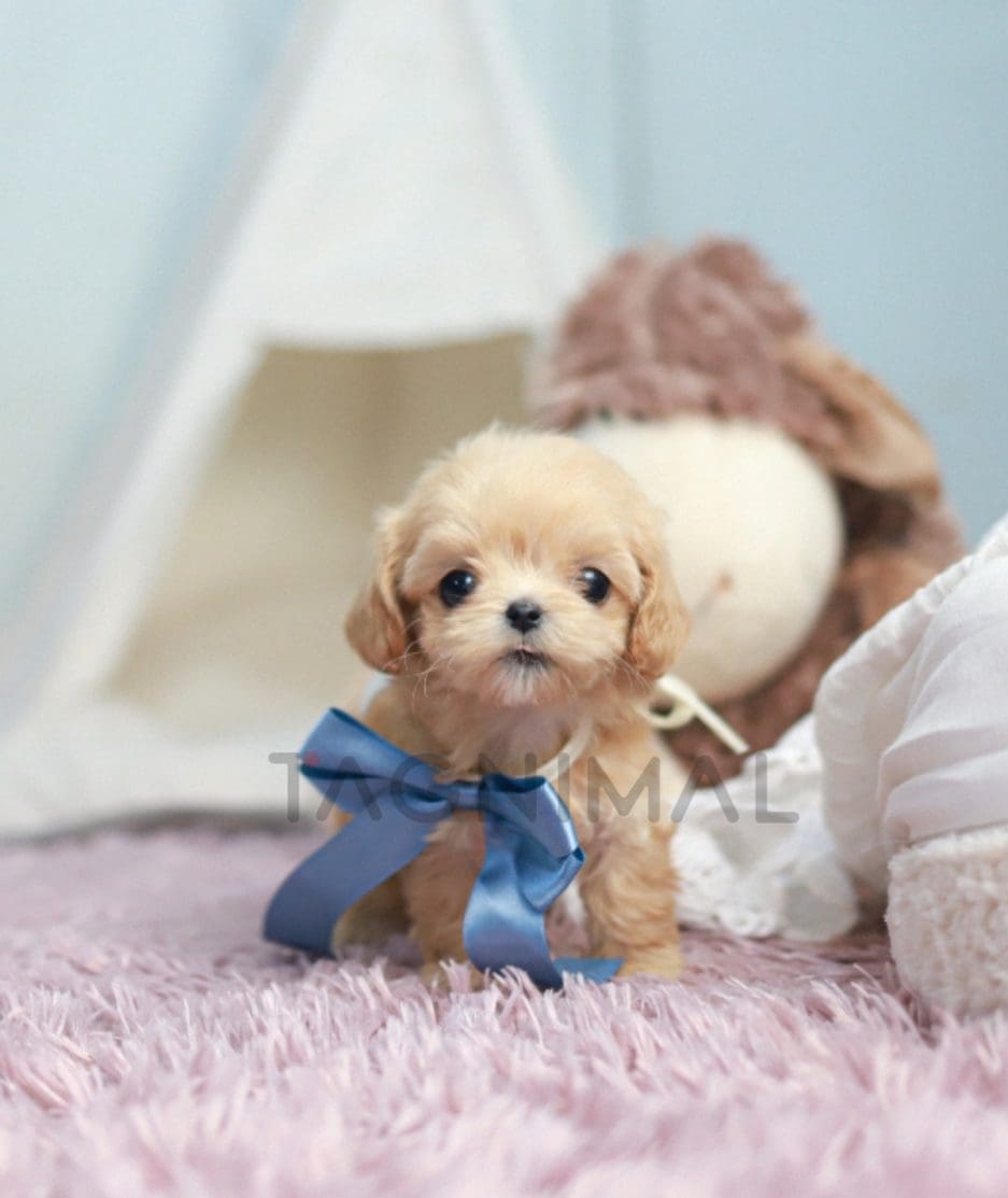 Maltipoo puppy for sale, dog for sale at Tagnimal 